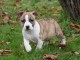 Donne chiot type Américan Staffordshire Terrier