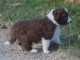 Donne chiot type Border Collie