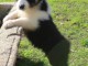 Donne chiot type Berger australien