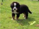 Donne chiot type Berger Bouvier bernois