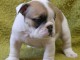 Donne chiot type Bulldog Anglais