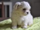 Donne chiot type Bichon havanais