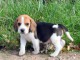 Donne chiot type Berger Beagle 