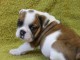 Donne chiot type Bulldog Anglais