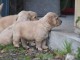 Donne chiot type Golden retriever