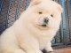 Donne chiot type Chow chow 