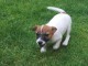 Donne chiot type Jack Russel terrier 