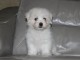Donne chiot type chiot Coton de Tuléar 