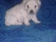 Donne chiot type Bichon frise