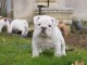 Donne chiot type Bulldog Anglais