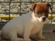 Magnifique chiot de type jack russel a donner