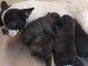 Magnifiques Chiots Bouledogues Français Pure Race