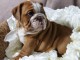 Magnifiques chiots Bulldog anglais