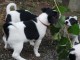 Disponible de suite chiot Jack Russel