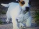 Donne chiot type Jack Russel terrier 