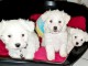 Donne chiot type Bichon havanais