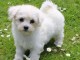 Donne chiot type Bichon frise