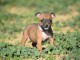 Donne chiot type Staffordshire Bull Terrier