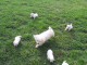 Superbes Bébés Bichons Maltais . Mâles et Femelles