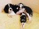 Adorables Chiots Cavaliers King Charles Pure Race