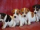 Sublimes Chiots Jack Russel Pure Race