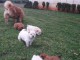 Magnifiques Chiots Chow Chow Pure Race Pedigree