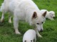  Extraordinaires Chiots Berger Blanc Suisse Pure Race