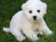 Donne chiot type Caniche 