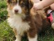 Donne chiot type Berger australien 