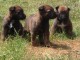  3 CHIOTS BERGERS BELGES MALINOIS