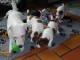 Magnifiques chiots femelles et male Jack Russells