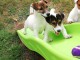 Magnifiques chiots femelles et male Jack Russells