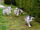  6 CHIOTS BERGER AUSTRALIEN (2 FEMELLES & 4 MÂLES)