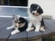 CHIOTS BERGER AUSTRALIEN (2 FEMELLES & 4 MÂLES)