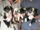 CHIOTS BORDER COLLIE DISPONIBLE