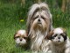 Sublimes Chiots Shih Tzu Pure Race