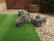  5 CHIOTS STAFFORDSHIRE BULL TERRIER À DONNER