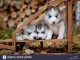 Magnifiques Chiots Husky Siberien Pure Race