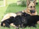 Magnifiques Chiots Berger Allemand Pure Race