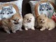 CHIOTS SPITZ NAIN (LOULOU DE POMÉRANIE)