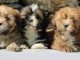 Superbes Chiots Lhassa Apso Pure Race Pedigree