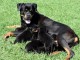 Magnifiques chiots Rottweiler Pure Race