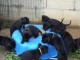 8 CHIOTS CANE CORSO À VENDRE (3 FEMELLES & 5 MÂLES)