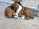  Magnifiques chiots boxer lof a donner.