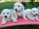  A DONNER CHIOTS LOF GOLDEN RETRIEVER