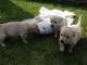 A DONNER CHIOTS LABRADORS