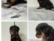 MAGNIFIQUE CHIOT TYPE ROTTWEILER