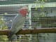 Perroquet cacatoès Galah apprivoisé