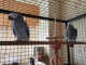perroquet gris de gabon