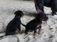 Chiots Dobermann A Donner